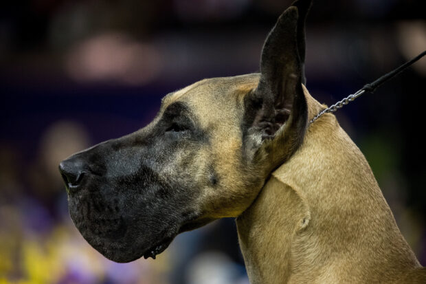 Close up of a Great Dane with a focused expression and cropped ears on a leash
