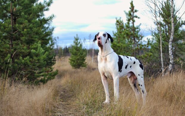 Great Dane standing in a grassy field surrounded by trees in nature