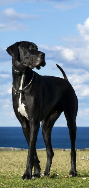 Black Great Dane standing on grass near ocean under a blue sky