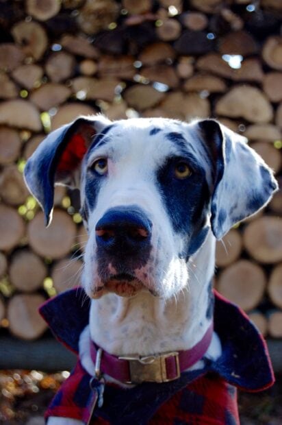 Great Dane with black and white fur wearing a red collar and jacket in front of stacked firewood