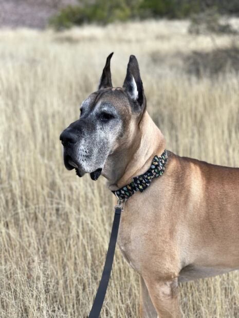 A Great Dane standing in a field with dry grass and wearing a decorative collar