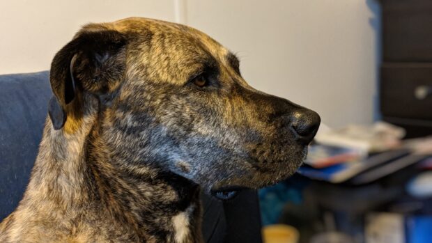 Close up of a Great Dane dog head with brindle fur pattern