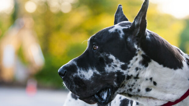 A close up of a spotted Great Dane with a black and white coat looking to the side