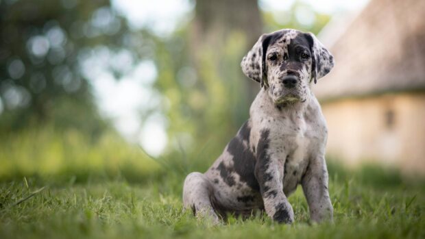 Great dane puppy sitting on grass in a blurred outdoor setting
