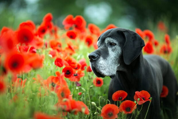 A Great Dane standing calmly in a vibrant field of red poppy flowers