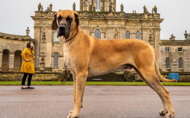 A majestic Great Dane standing in front of a historic building with a woman in a yellow coat nearby