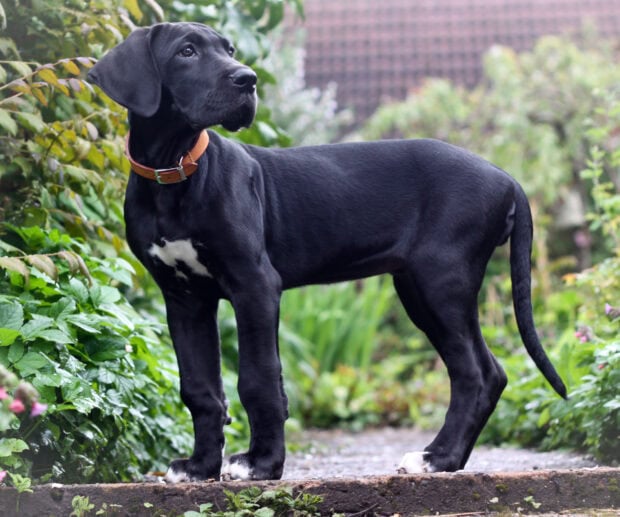 Black Great Dane puppy standing on a garden path surrounded by green plants