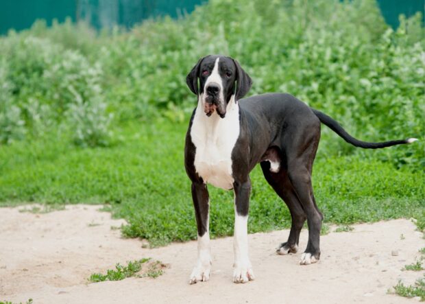 Great Dane standing on a dirt path with green plants in the background