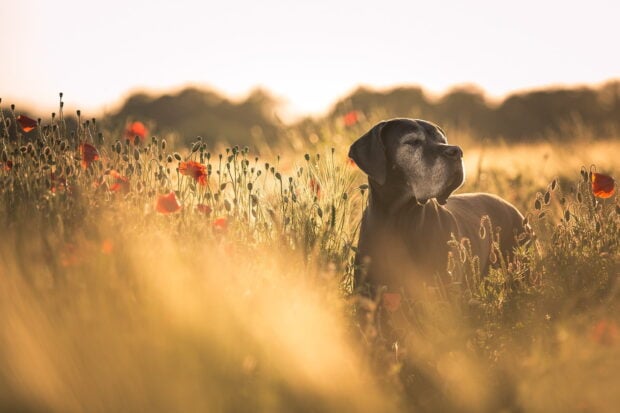 A Great Dane resting peacefully in a field of wildflowers during sunset