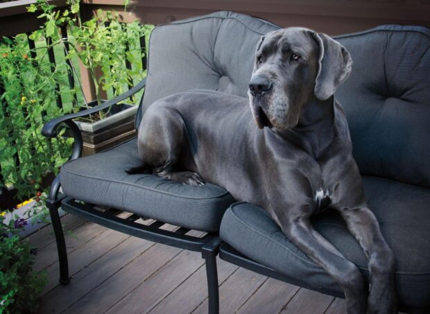 A Great Dane resting on a gray cushioned outdoor sofa on a wooden deck surrounded by plants