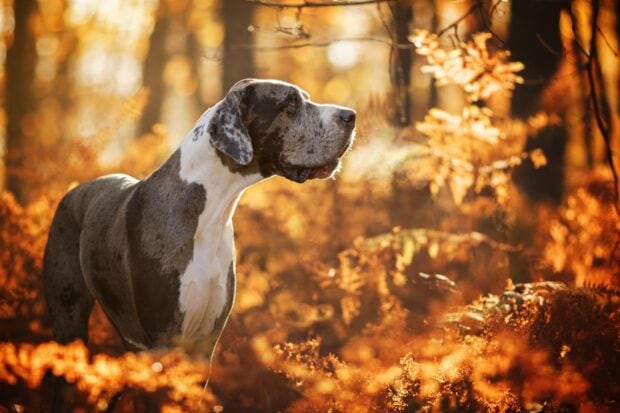 Great Dane dog standing in autumn forest with golden leaves around