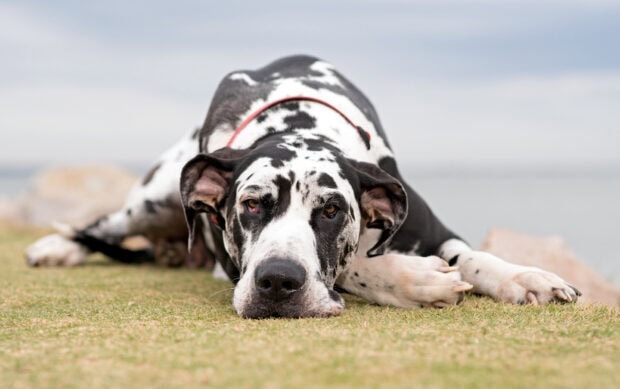 A close up of a Great Dane lying on the grass outdoors