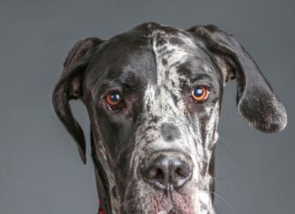 Close up of a Great Dane with a red collar against a gray background