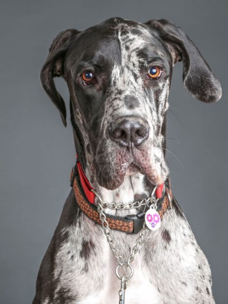 Close up of a Great Dane with a red collar against a gray background