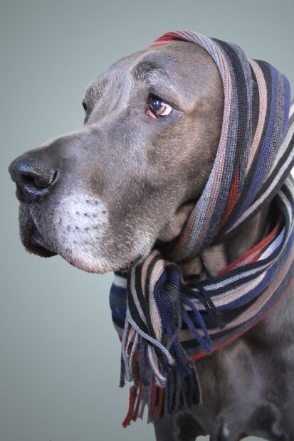 Great Dane wearing a striped scarf looking to the side