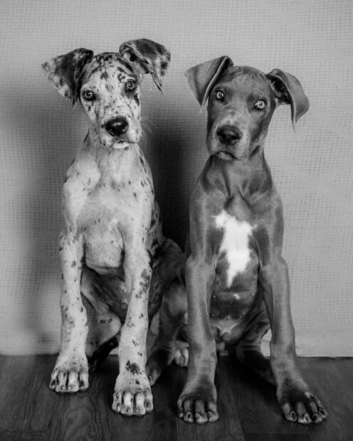 Two Great Dane puppies sitting side by side looking curiously at the camera