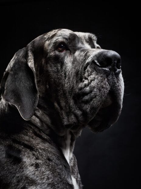 Close up of a Great Dane with a brindle coat looking sideways