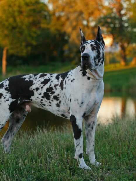 A Great Dane standing on grass near a pond in natural outdoor setting
