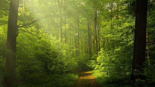 A peaceful green forest with sunlight filtering through dense trees