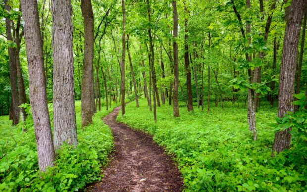 A winding path through a green forest filled with lush trees and dense vegetation