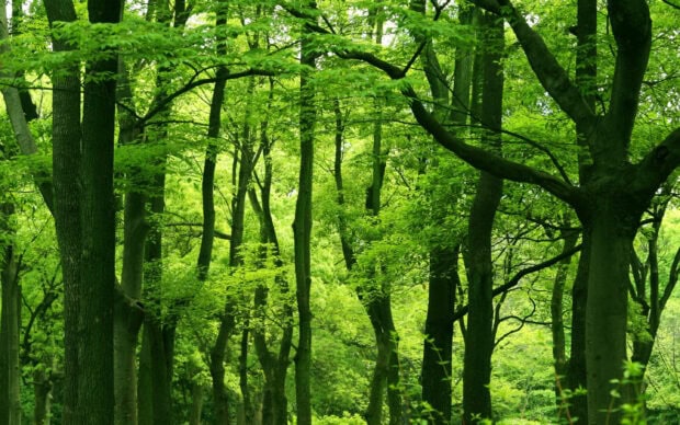 Green forest with tall trees and lush leaves in vibrant green color
