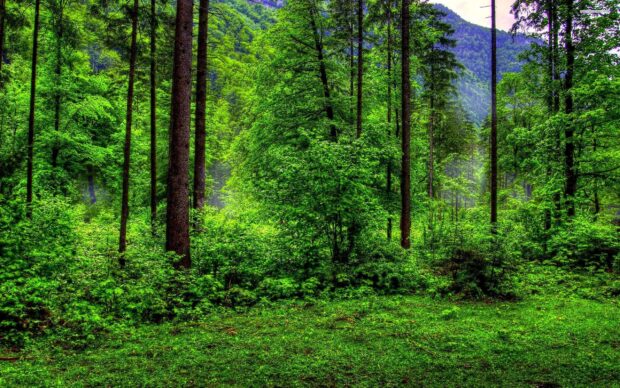 Lush green forest with tall trees and dense foliage in a vibrant natural setting