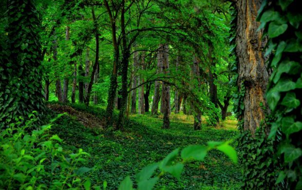 A dense green forest with lush foliage covering the trees and ground creating a serene peaceful scene