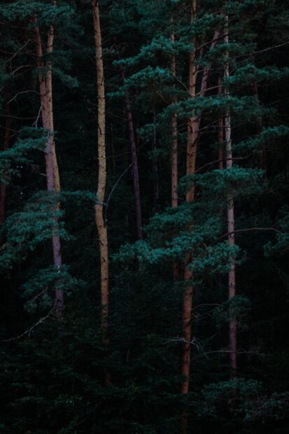 Tall green forest with dense trees and vibrant green foliage at dusk