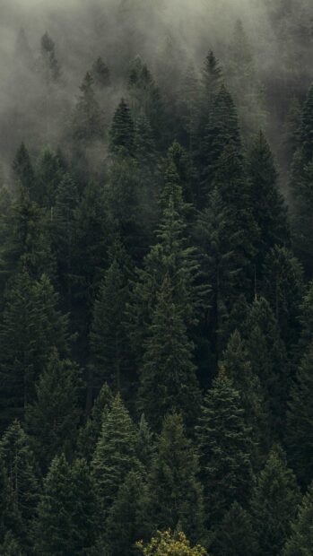 Dense green forest covered with mist and tall evergreen trees in a lush woodland environment
