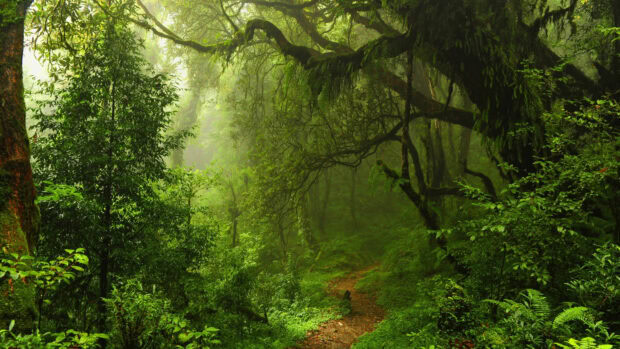 A dense green forest with a winding path showcasing lush trees and rich vegetation in a green forest
