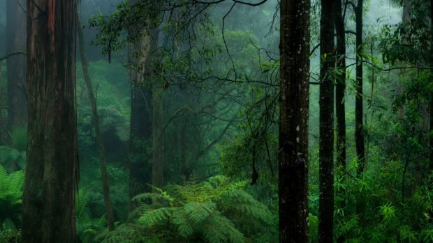 Dense green forest with tall trees and lush foliage in a misty environment