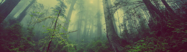 Dense green forest with tall trees and mist in the background creating a serene atmosphere