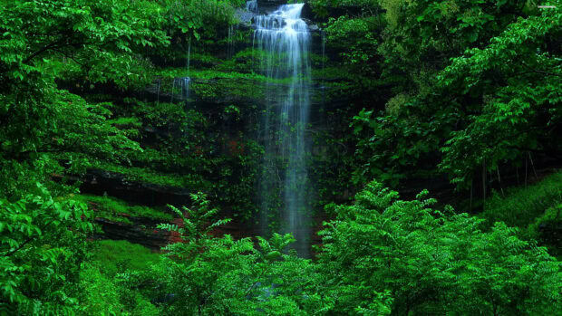 Green forest with a waterfall flowing gently over the rocky cliff