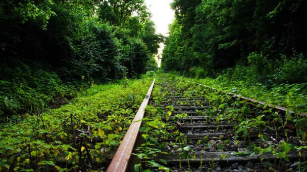 Overgrown railway tracks surrounded by dense green forest vegetation