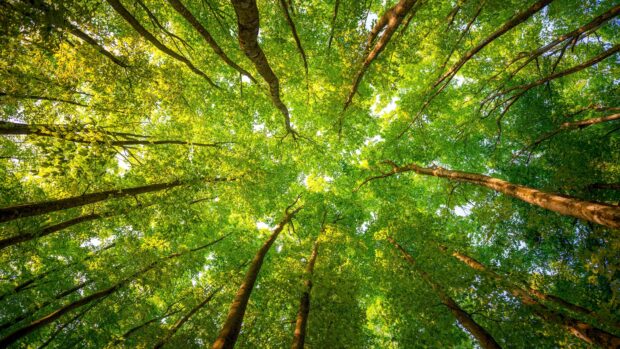 Tall green forest trees with fresh green leaves stretching towards the sky