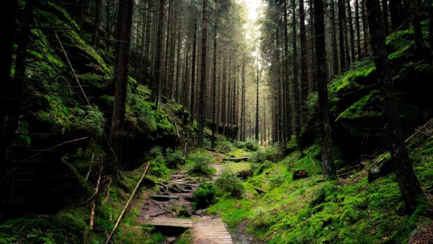 A dense green forest with tall trees and a narrow path covered in moss and roots