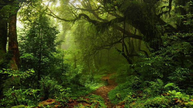 A lush green forest with dense trees and a winding path under natural light