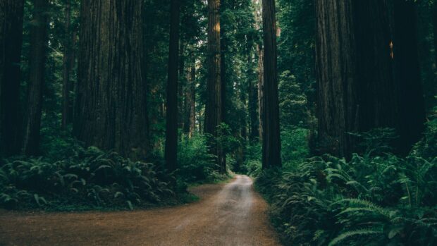 A winding dirt path through tall green forest trees and dense foliage in a serene natural setting