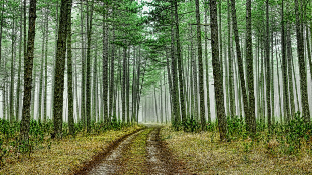 A dense forest path surrounded by green forest trees and mist in the background