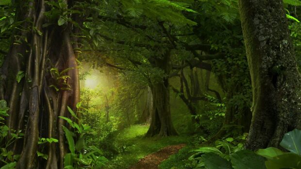 Dense green forest path with tall ancient trees and lush foliage