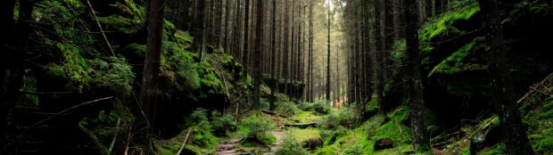 Dense green forest with moss covered ground and tall trees in a peaceful natural setting