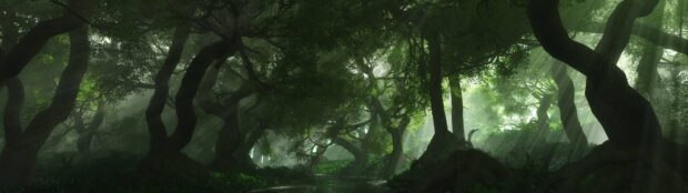 Dense green forest with sunlight filtering through the thick canopy of trees