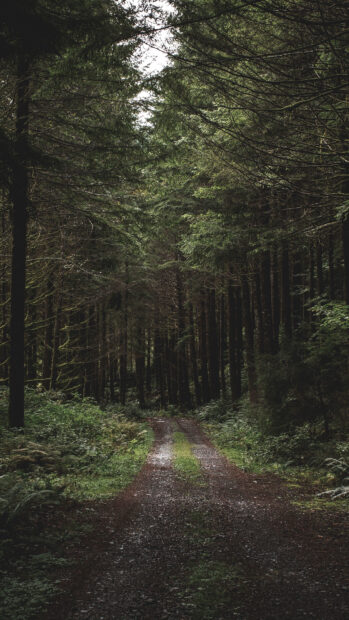 A serene green forest trail surrounded by tall trees and lush vegetation