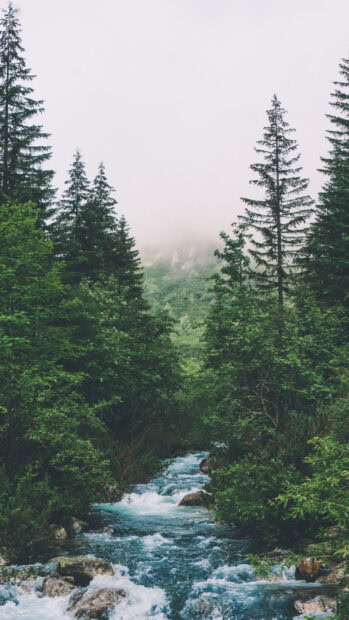 Flowing river surrounded by green forest trees and misty mountain
