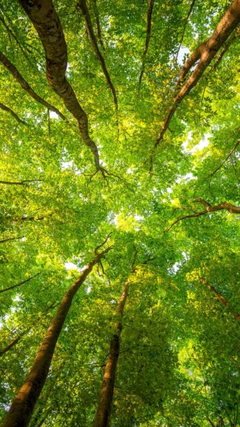 Looking up at tall trees with green leaves in a green forest canopy