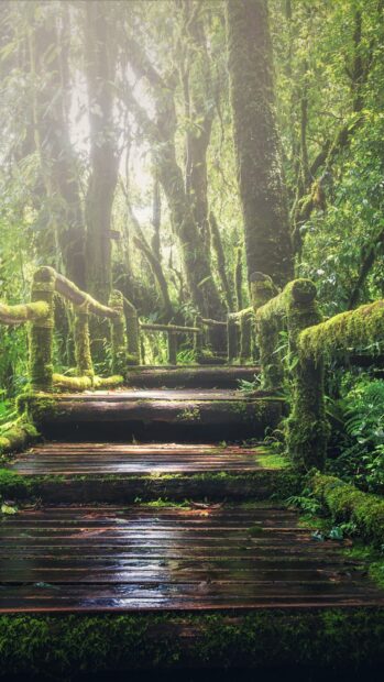 A moss covered wooden pathway surrounded by green forest trees and plants