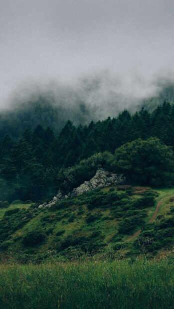 Mist covering the green forest hills and rocks in natural landscape scene