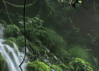 Lush green forest with moss covered rocks and cascading waterfall in a peaceful setting