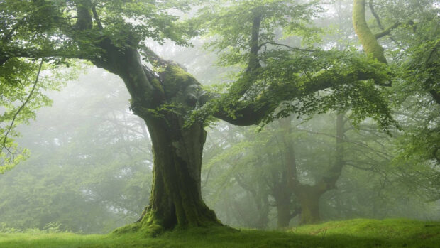 A large green forest tree covered in moss stands prominently in a misty environment