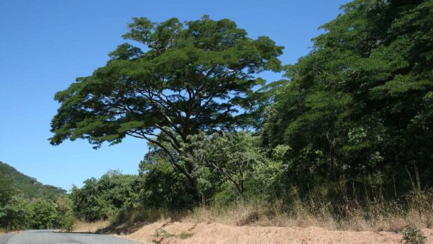 A scenic view of green trees against a clear blue sky in Malawi captures the natural beauty, 2K Desktop Wallpaper